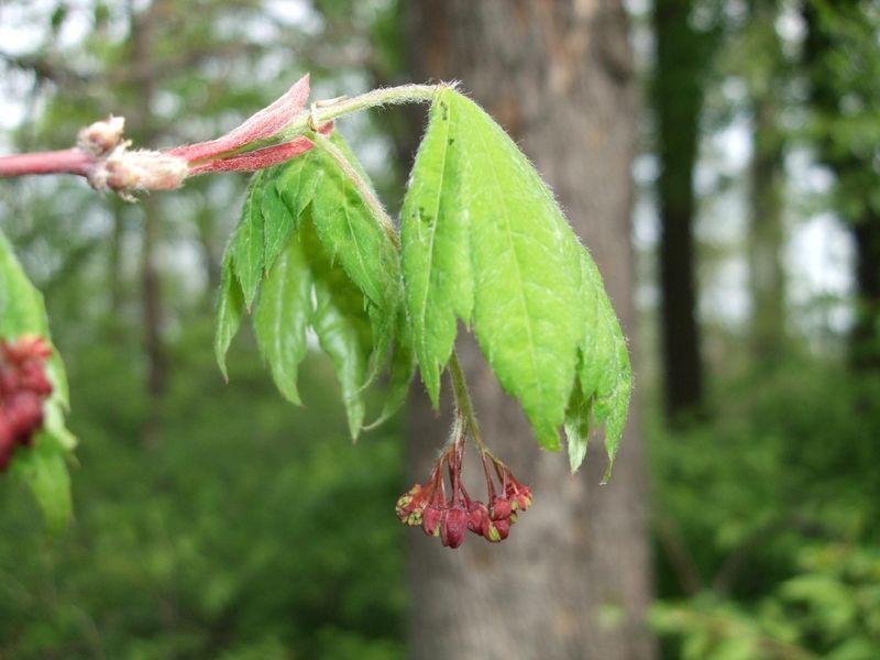 клен псевдосібольдівський 'Арктичний нефрит' (Acer pseudosieboldianum Arctic Jade) 01.001.167 фото