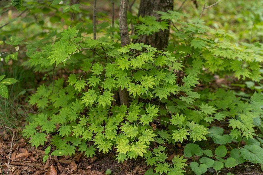 клен псевдосібольдівський 'Арктичний нефрит' (Acer pseudosieboldianum Arctic Jade) 01.001.167 фото