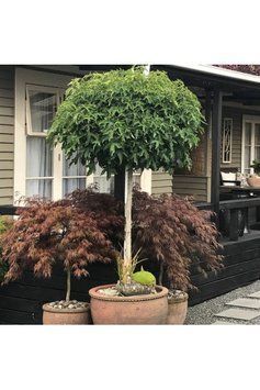 ЛІКВІДАМБАР СМОЛОНОСНИЙ 'ГАМ БОЛ' К/Ст (Liquidambar styraciflua Gumball) 01.011.009 фото