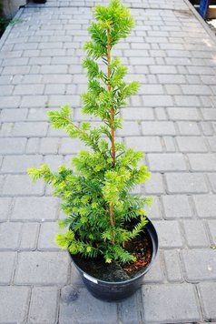 Тис ягідний Семперауреа (Taxus baccata Semperaurea) 02.004.157 фото