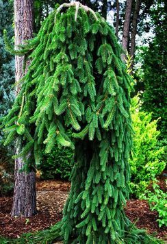 Ялина звичайна плакуча Інверса (Picea abies Inversa) 02.002.245 фото