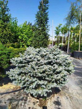Ялина колюча Глаука Глобоза(Picea pungens Glauca Globosa) 02.002.220 фото