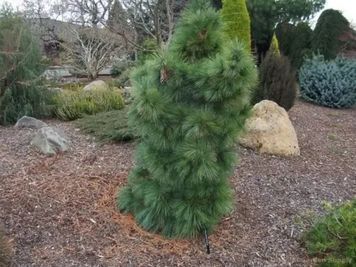 Сосна шверіна Вітхорст (Pinus schverinii Wiethorst) 02.003.012 фото