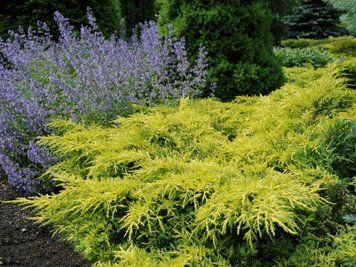 ЯЛІВЕЦЬ СЕРЕДНІЙ 'ГОЛД СТАР' (Juniperus media Gold Star) 02.009.155 фото