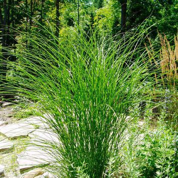 МІСКАНТУС КИТАЙСЬКИЙ 'ГРАЦІЛЛІМУС'(Miscanthus sinensis Gracillimus) 03.004.002 фото