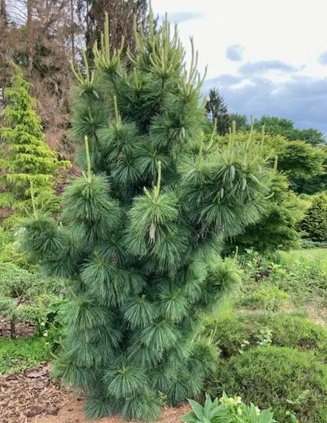 Сосна шверіна Вітхорст (Pinus schverinii Wiethorst) 02.003.012 фото