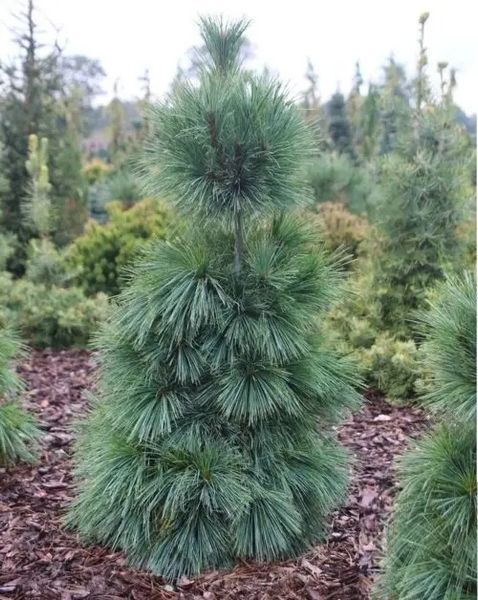 Сосна шверіна Вітхорст (Pinus schverinii Wiethorst) 02.003.012 фото