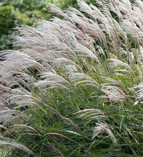 МІСКАНТУС КИТАЙСЬКИЙ 'ГРАЦІЛЛІМУС'(Miscanthus sinensis Gracillimus) 03.004.002 фото