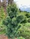 Сосна шверіна Вітхорст (Pinus schverinii Wiethorst) 02.003.012 фото 4