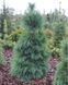 Сосна шверіна Вітхорст (Pinus schverinii Wiethorst) 02.003.012 фото 2