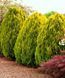 Туя Східна Ауреа Нана (Thuja orientalis Aurea Nana) 02.011.147 фото 1