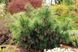 Сосна шверіна Вітхорст (Pinus schverinii Wiethorst) 02.003.012 фото 3
