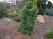 Сосна шверіна Вітхорст (Pinus schverinii Wiethorst) 02.003.012 фото 1