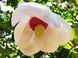Магнолія Зібольда(Magnolia sieboldii) 01.003.131 фото 3