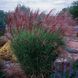 МІСКАНТУС КИТАЙСЬКИЙ 'ГРАЦІЛЛІМУС'(Miscanthus sinensis Gracillimus) 03.004.002 фото 2