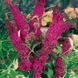 Будлея Давида Royal Red (Buddleja davidii Royal Red) 01.037.006 фото 2