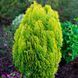 Туя Східна Ауреа Нана (Thuja orientalis Aurea Nana) 02.011.147 фото 2
