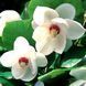 Магнолія Зібольда(Magnolia sieboldii) 01.003.131 фото 2