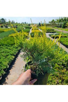 Ялівець китайський Курівао Голд К/бонсай (Juniperus media Kuriwao Gold) 02.009.167 фото