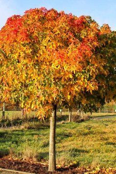 ЛІКВІДАМБАР СМОЛОНОСНИЙ 'ГАМ БОЛ' (Liquidambar styraciflua Gumball) 01.011.008 фото