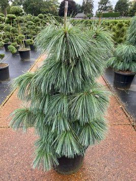 Сосна шверіна Вітхорст (Pinus schverinii Wiethorst) 02.003.175 фото