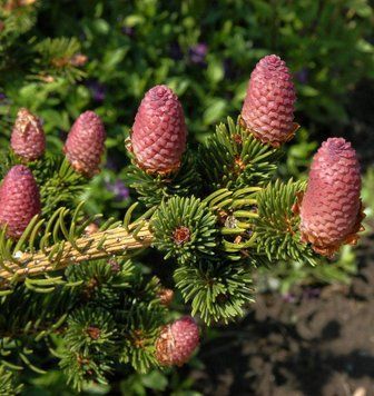 Ялина колюча Лакі Страйк/300+ (Picea abies Lucky Straike/300+) 02.002.248 фото