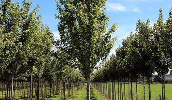КЛЕН ФРІМАНА 'МАРМО'К/мультиштамб (Acer freemanii Marmo) 01.001.170 фото