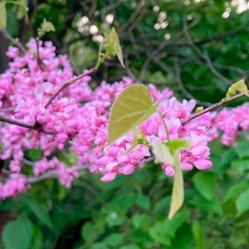 Церцис канадський Травеллер (Cercis canadensis Traveller) 01.002.036 фото