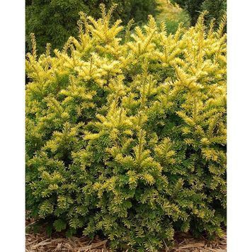 Тис ягідний Семперауреа (Taxus baccata Semperaurea) 02.004.102 фото