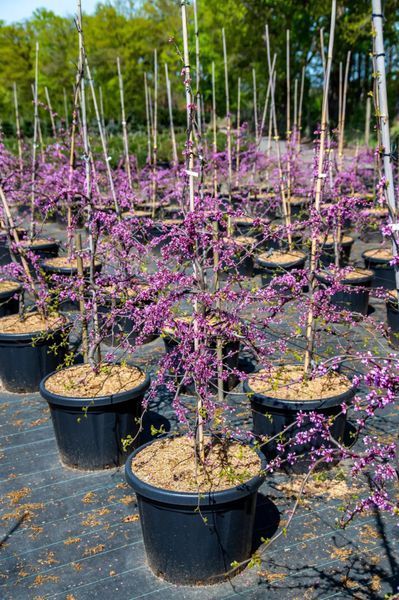 Церцис канадський Травеллер (Cercis canadensis Traveller) 01.002.036 фото