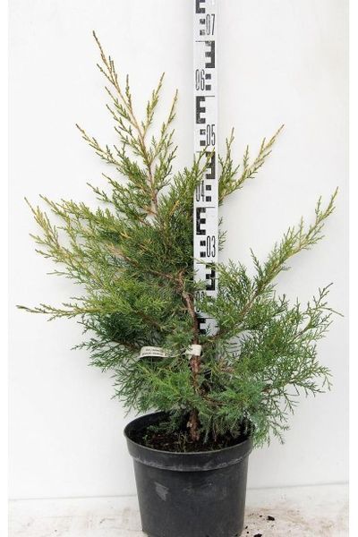 Ялівець китайський Курівао Голд К/бонсай (Juniperus media Kuriwao Gold) 02.009.167 фото