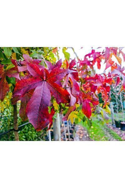 ЛІКВІДАМБАР СМОЛОНОСНИЙ 'ГАМ БОЛ' (Liquidambar styraciflua Gumball) 01.011.008 фото