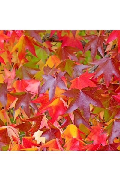 ЛІКВІДАМБАР СМОЛОНОСНИЙ 'ГАМ БОЛ' (Liquidambar styraciflua Gumball) 01.011.008 фото