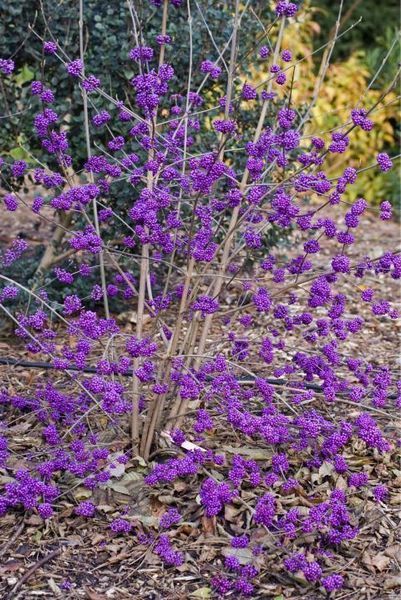 Красивоягідник бодін&rsquo;єра Profusion (Callicarpa bodinieri Profusion) 01.085.001 фото