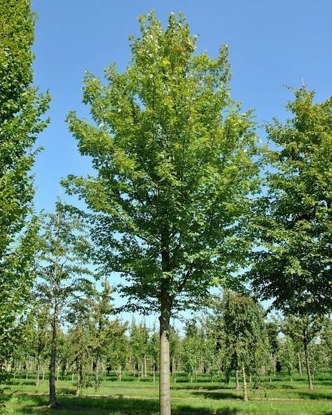 КЛЕН ФРІМАНА 'МАРМО'К/мультиштамб (Acer freemanii Marmo) 01.001.170 фото