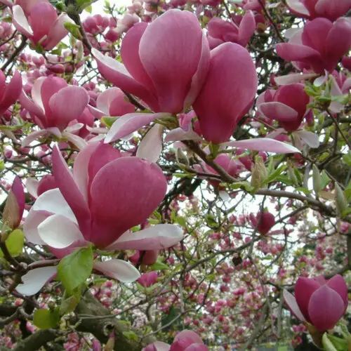 Магнолія Суланжа (Magnolia soulangeana) 01.003.097 фото