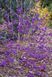 Красивоягідник бодін&rsquo;єра Profusion (Callicarpa bodinieri Profusion) 01.085.001 фото 4