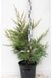 Ялівець китайський Курівао Голд К/бонсай (Juniperus media Kuriwao Gold) 02.009.167 фото 2