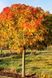 ЛІКВІДАМБАР СМОЛОНОСНИЙ 'ГАМ БОЛ' (Liquidambar styraciflua Gumball) 01.011.008 фото 1