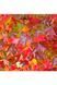 ЛІКВІДАМБАР СМОЛОНОСНИЙ 'ГАМ БОЛ' (Liquidambar styraciflua Gumball) 01.011.008 фото 2