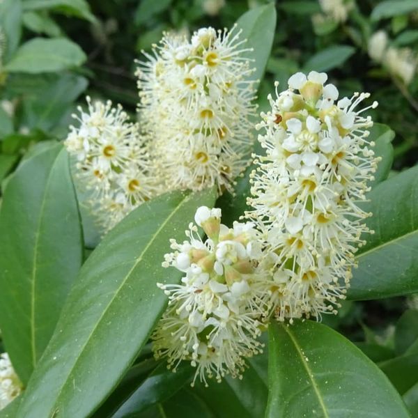ЛАВРОВИШНЯ 'ГЕНОЛІЯ' (Prunus laurocerasus Genolia) 01.013.051 фото