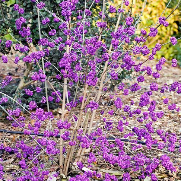 Красивоягідник бодін&rsquo;єра Profusion (Callicarpa bodinieri Profusion) 01.085.001 фото
