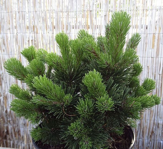 СОСНА ГАЧКУВАТА 'ГРЮНЕ ВЕЛЛЕ' /Ст (Pinus uncinata Grune Welle /St) 02.003.486 фото