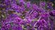 Красивоягідник бодін&rsquo;єра Profusion (Callicarpa bodinieri Profusion) 01.085.001 фото 1