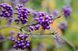 Красивоягідник бодін&rsquo;єра Profusion (Callicarpa bodinieri Profusion) 01.085.001 фото 3