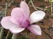 Магнолія Суланжа (Magnolia soulangeana) 01.003.097 фото 1