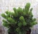 СОСНА ГАЧКУВАТА 'ГРЮНЕ ВЕЛЛЕ' /Ст (Pinus uncinata Grune Welle /St) 02.003.486 фото 2