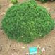 СОСНА ГАЧКУВАТА 'ГРЮНЕ ВЕЛЛЕ' /Ст (Pinus uncinata Grune Welle /St) 02.003.486 фото 3