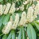 ЛАВРОВИШНЯ 'ГЕНОЛІЯ' (Prunus laurocerasus Genolia) 01.013.051 фото 1