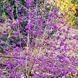 Красивоягідник бодін&rsquo;єра Profusion (Callicarpa bodinieri Profusion) 01.085.001 фото 2